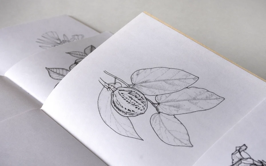 Plantas para colorear_06