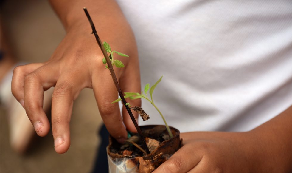 Mi escuelita reverdece 7