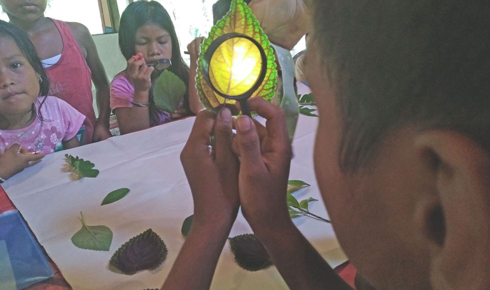 Niñas y niños dibujando plantas 9