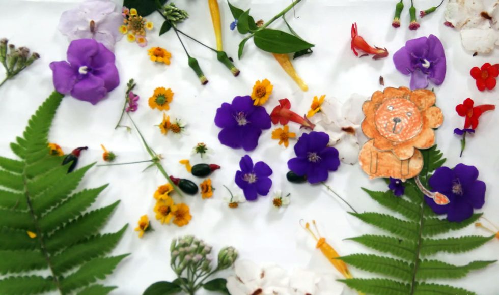 Plantas Fantásticas (1)